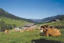 SchönangerAlm Wildschönau