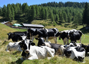 Moosener Kaser